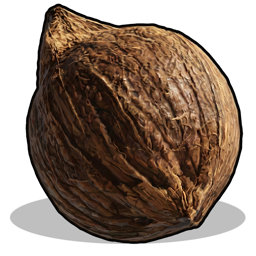 Coconut