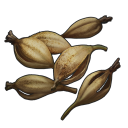 Orchid Seed