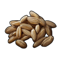 Wheat Seed