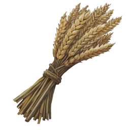 Wheat